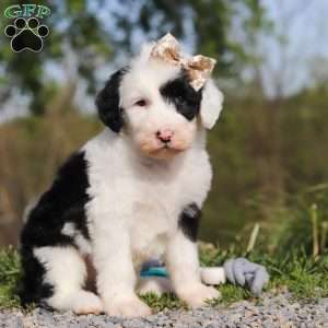 Carla, Sheepadoodle Puppy